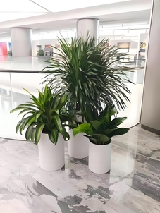 必看!宁波江北绿化修剪方案,扮靓家园><div class=